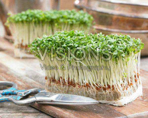 Lepidium sativum Lepidium sativum