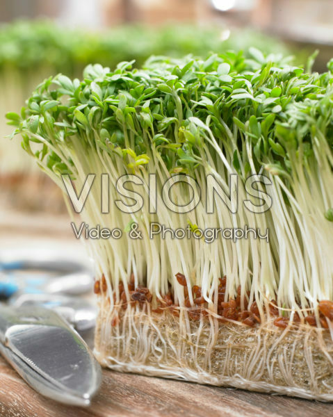 Lepidium sativum Lepidium sativum