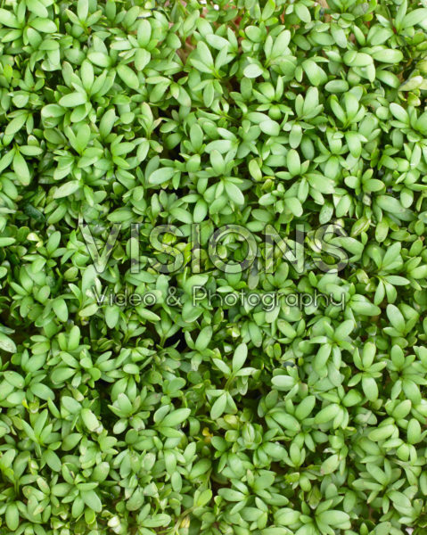 Lepidium sativum Lepidium sativum