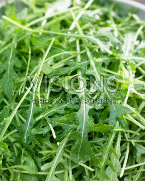 Eruca sativa Eruca sativa
