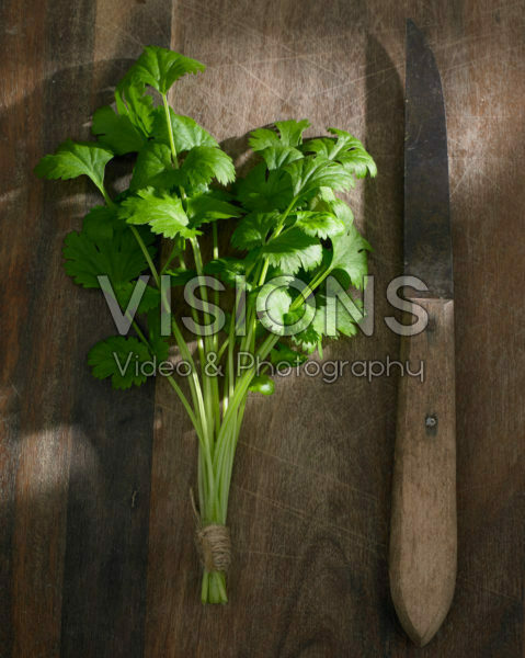 Coriandrum sativum Coriandrum sativum