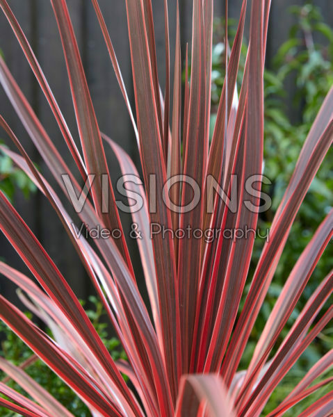 Cordyline australis Charlie Boy Cordyline australis Charlie Boy