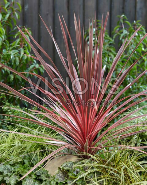 Cordyline australis Charlie Boy Cordyline australis Charlie Boy