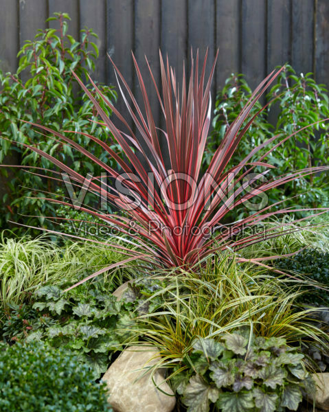 Cordyline australis Charlie Boy Cordyline australis Charlie Boy
