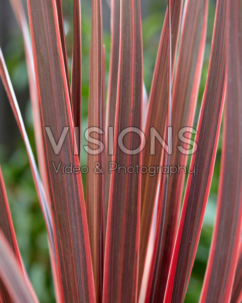 Cordyline australis Charlie Boy Cordyline australis Charlie Boy