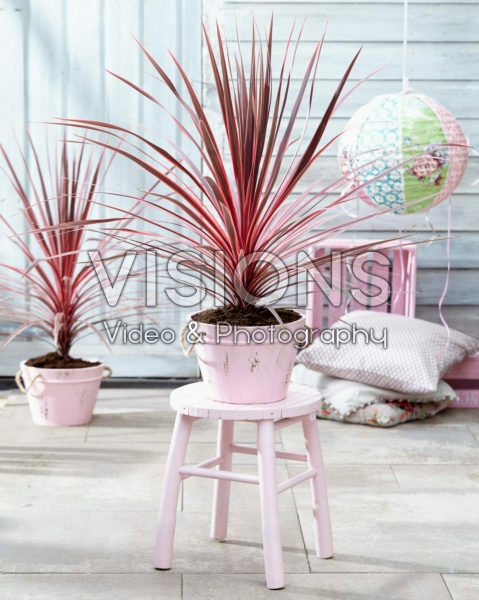 Cordyline australis Charlie Boy Cordyline australis Charlie Boy