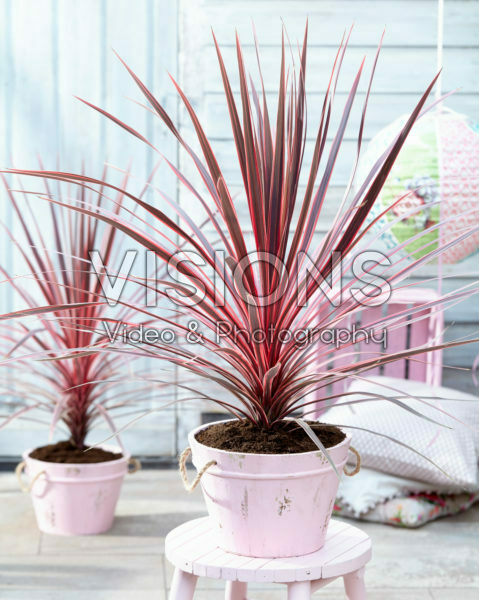 Cordyline australis Charlie Boy Cordyline australis Charlie Boy