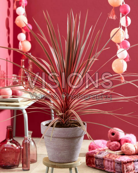 Cordyline australis Charlie Boy Cordyline australis Charlie Boy