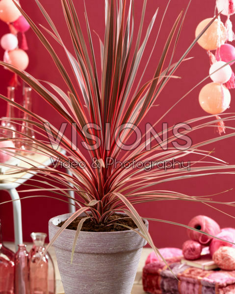 Cordyline australis Charlie Boy Cordyline australis Charlie Boy