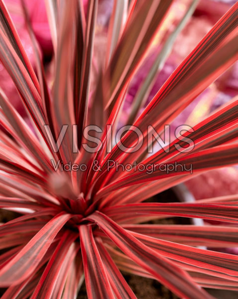 Cordyline australis Charlie Boy Cordyline australis Charlie Boy