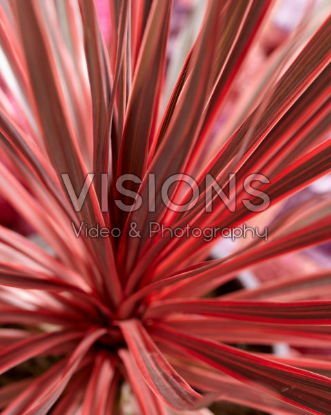 Cordyline australis Charlie Boy Cordyline australis Charlie Boy