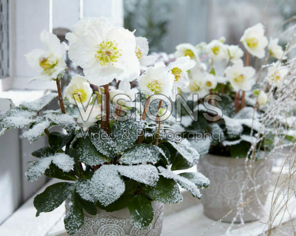 Helleborus niger Christmas Carol Helleborus niger Christmas Carol