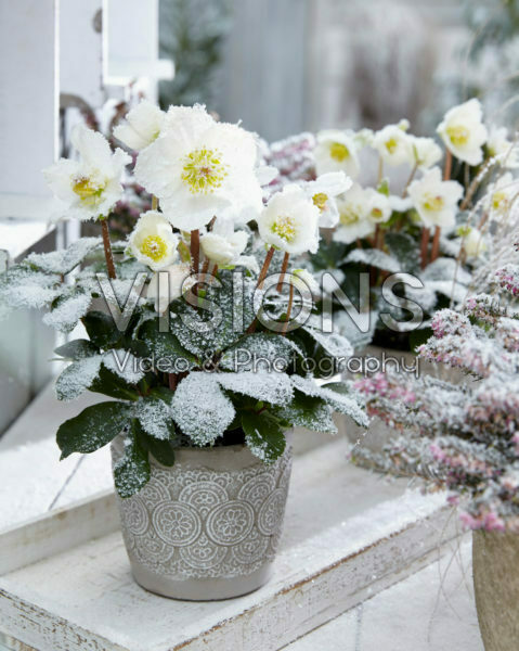 Helleborus niger Christmas Carol Helleborus niger Christmas Carol