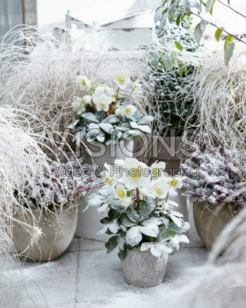 Helleborus niger Christmas Carol Helleborus niger Christmas Carol