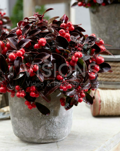 Gaultheria Coloured Pearl Gaultheria Coloured Pearl