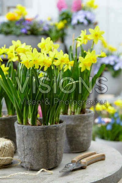 Narcissus Tete a Tete Narcissus Tete a Tete