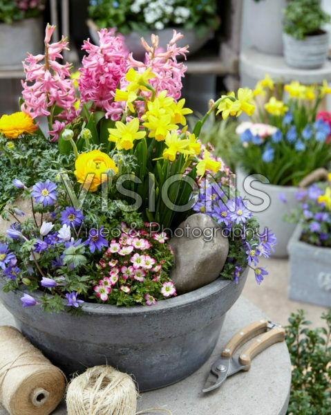 Spring flower mix Spring flower mix