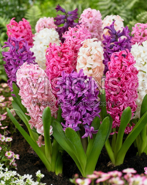 Hyacinthus mix Hyacinthus mix