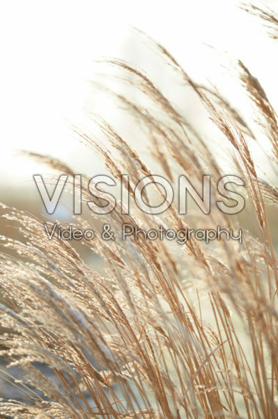 Miscanthus sinensis Miscanthus sinensis