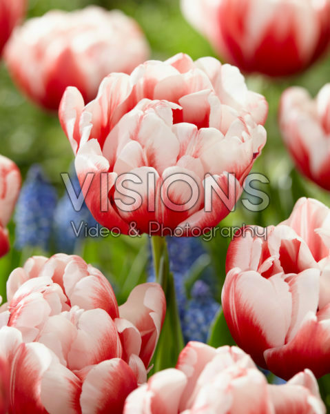 Tulipa Voicemail Tulipa Voicemail