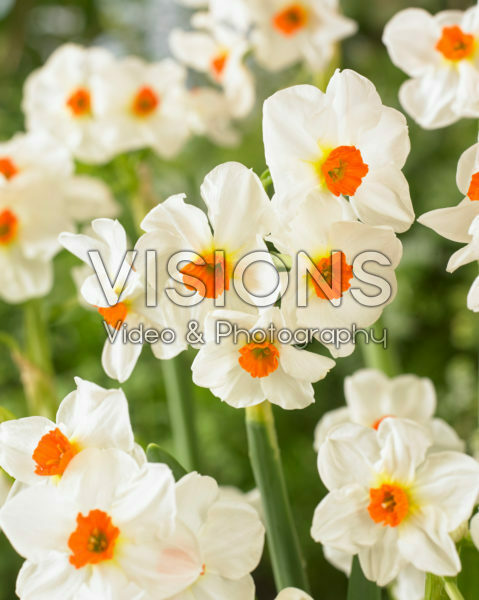 Narcissus Cragford Narcissus Cragford