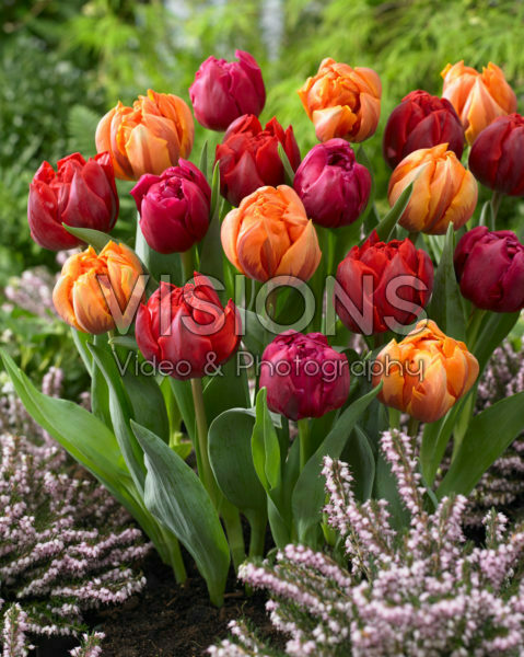 Tulipa Red and Orange Princess, World Bowl Tulipa Red and Orange Princess, World Bowl