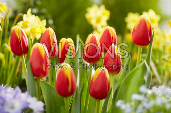 Tulipa Denmark Tulipa Denmark