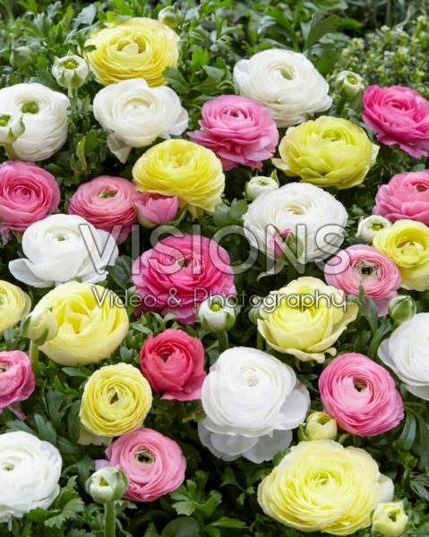 Ranunculus mix Ranunculus mix