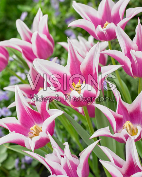 Tulipa Ballade Tulipa Ballade