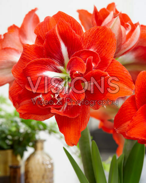 Hippeastrum Happy Nymph® Hippeastrum Happy Nymph®