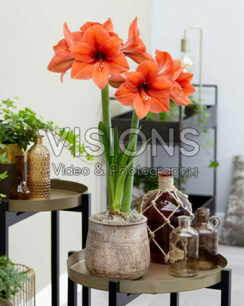 Hippeastrum Desire Hippeastrum Desire