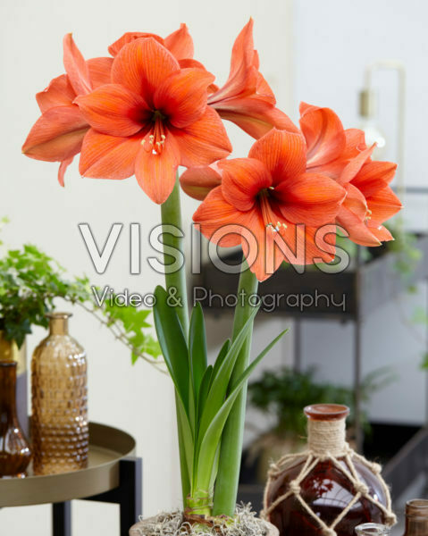 Hippeastrum Desire Hippeastrum Desire