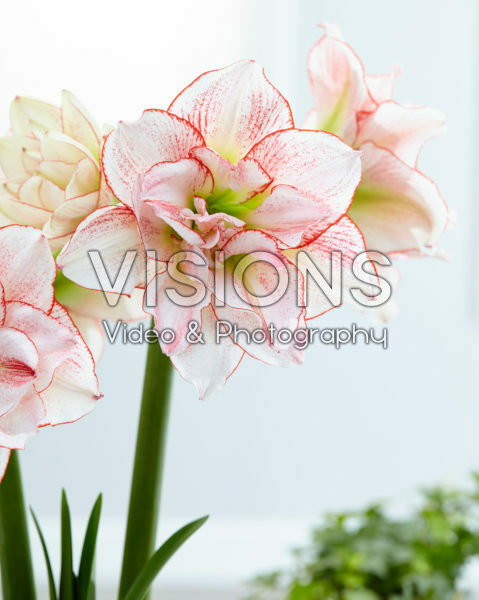 Hippeastrum Striped Amadeus Hippeastrum Striped Amadeus