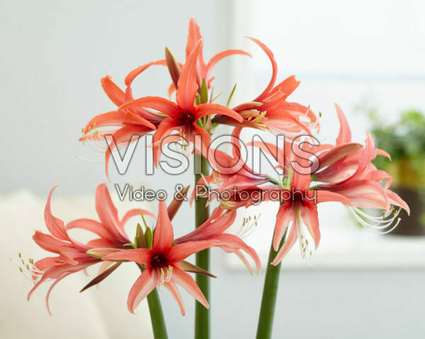 Hippeastrum Cybister Rose Hippeastrum Cybister Rose