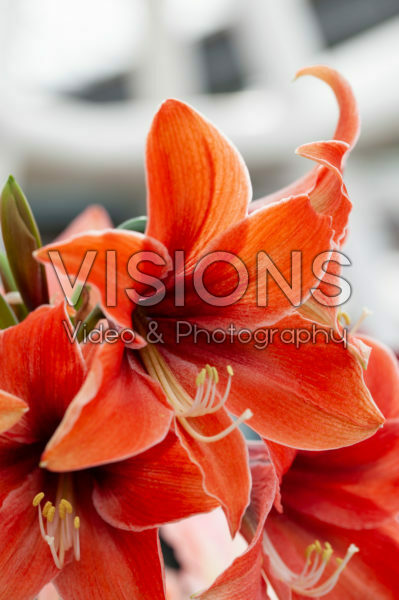 Hippeastrum Terra Mystica Hippeastrum Terra Mystica