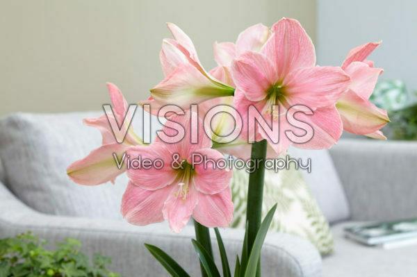 Hippeastrum Sweet Star Hippeastrum Sweet Star