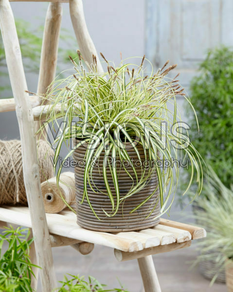 Carex oshimensis Evergold Carex oshimensis Evergold
