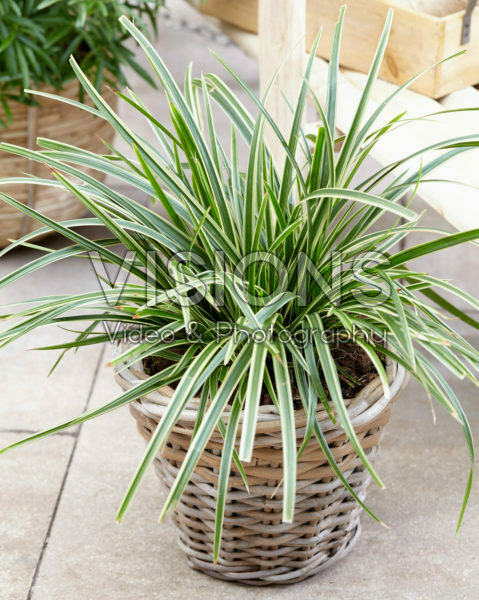 Carex morrowii Ice Dance Carex morrowii Ice Dance