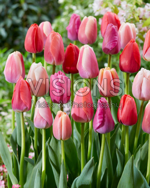 Tulipa Pride mix Tulipa Pride mix