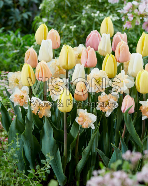 Tulipa and Narcissus mix Tulipa and Narcissus mix