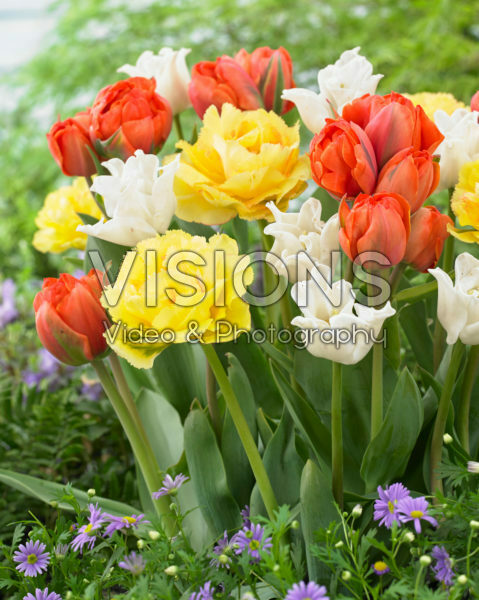 Tulipa mix Tulipa mix