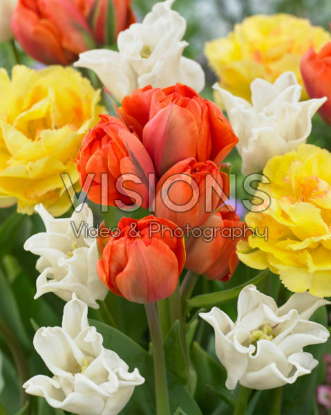 Tulipa Queensday Tulipa Queensday