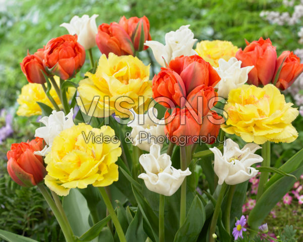 Tulipa mix Tulipa mix