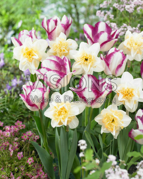 Tulipa Affaire, Narcissus Sweet Desire Tulipa Affaire, Narcissus Sweet Desire
