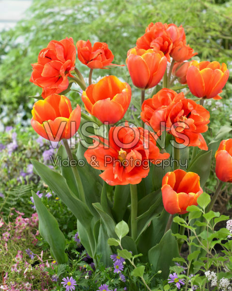 Tulipa Triple A, Queensday Tulipa Triple A, Queensday