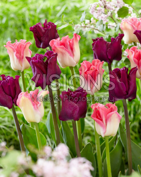 Tulipa Crown of Dynasty, Crown of Negrita Tulipa Crown of Dynasty, Crown of Negrita