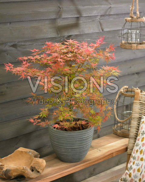 Acer palmatum Butterscotch ® Acer palmatum Butterscotch ®