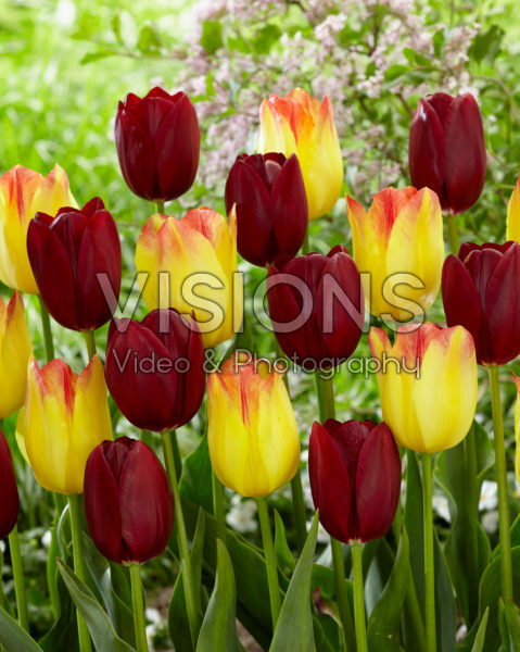 Tulipa Suncatcher, National Velvet Tulipa Suncatcher, National Velvet
