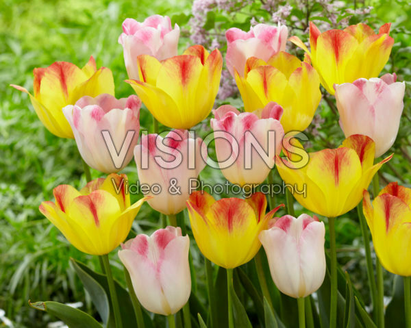Tulipa Infiniti, Suncatcher Tulipa Infiniti, Suncatcher