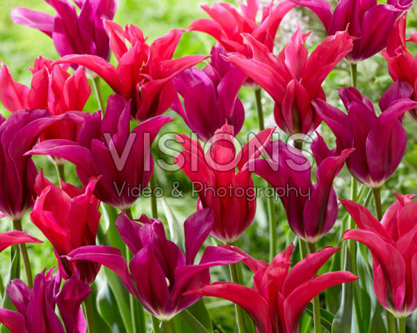 Tulipa Purple Doll, Doll's Minuet Tulipa Purple Doll, Doll's Minuet